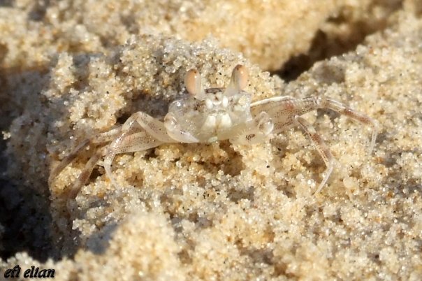 סרטן לבן בשמש החמימה בחוף הים של ניצנים - צילום: אפי אליאן