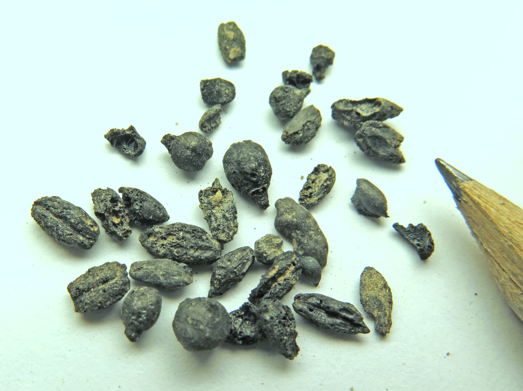 זרעי הגפנים מאתר חלוצה - צילום: פרופסור גיא בר-עוז