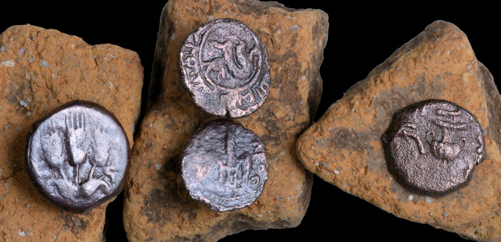 המטבעות העתיקים שנחשפו בחפירה. צילום: קלרה עמית
