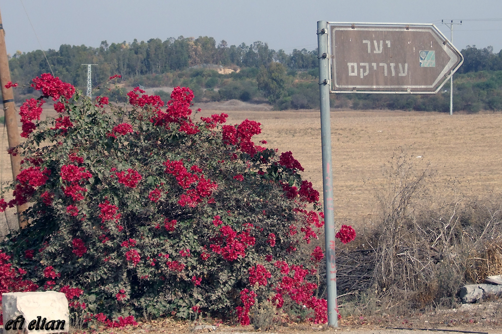 דרכי הגישה ליער עזריקם מכיוון באר טוביה - צילום: אפי אליאן