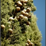 פריחת עצים בתחנה לחקר ציפורי ירושלים - צילום: אפי אליאן