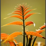 פריחת עצים בתחנה לחקר ציפורי ירושלים - צילום: אפי אליאן