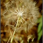 פריחה בתחנה לחקר ציפורי ירושלים - צילום: אפי אליאן