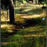 דרכי ההליכה בשמורת הטבע - צילום: אפי אליאן