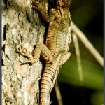 מדיירי התחנה לחקר ציפורי ירושלים - צילום: אפי אליאן