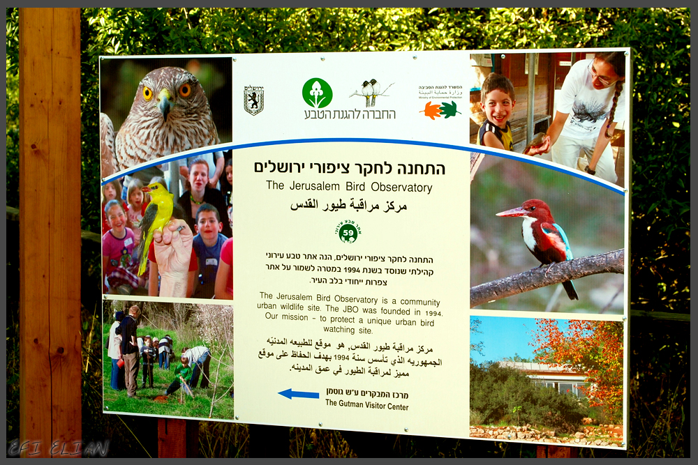 מידע אודות התחנה לחקר ציפורי ירושלים - צילום: אפי אליאן
