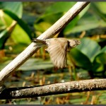 ציפור במעופה בתחנה לחקר ציפורי ירושלים - צילום: אפי אליאן