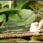 ציפור בתחנה לחקר ציפורי ירושלים - צילום: אפי אליאן