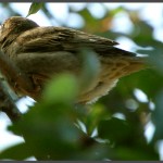 ציפור מקננת בתחנה לחקר ציפורי ירושלים - צילום: אפי אליאן