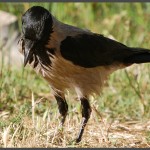 עורב המבקר בתחנה לחקר ציפורי ירושלים - צילום: אפי אליאן