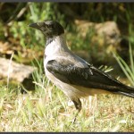 עורב מתצפת בתחנה לחקר ציפורי ירושלים - צילום: אפי אליאן