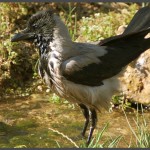 עורב אחרי מקלחת קרירה בתחנה לחקר ציפורי ירושלים - צילום: אפי אליאן