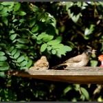 ארוחת צהרים בתחנה לחקר ציפורי ירושלים - צילום: אפי אליאן