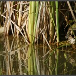 צב מים השוכן בשמורה שבתחנה לחקר ציפורי ירושלים - צילום: אפי אליאן