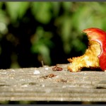 ארוחת צהרים למען דיירי התחנה לחקר ציפורי ירושלים - צילום: אפי אליאן