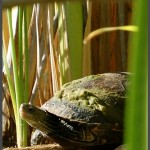 צב מים השוכן בשמורה שבתחנה לחקר ציפורי ירושלים - צילום: אפי אליאן