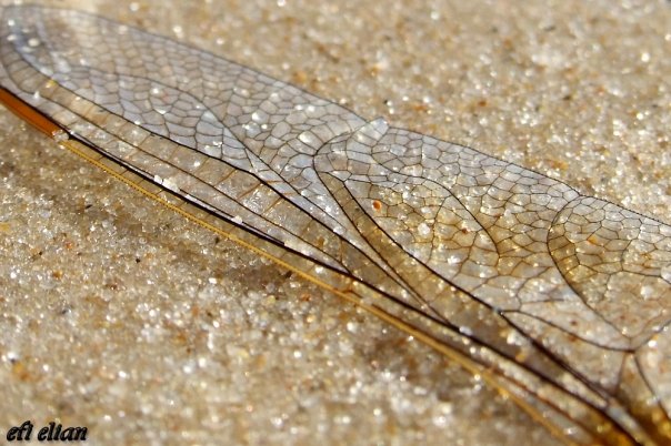 כנף של שפירית שנשטפה אל החוף בניצנים - צילום: אפי אליאן