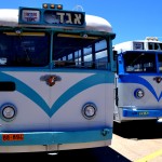 צמד ליילנד רויאל טייגר במוזיאון אגד בחולון - צילום: אפי אליאן