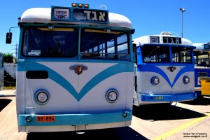 צמד ליילנד רויאל טייגר במוזיאון אגד בחולון - צילום: אפי אליאן