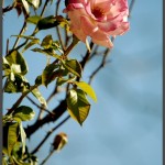 פריחת ורד בגן וואהל לוורדים בירושלים - צילום: אפי אליאן