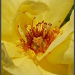 פריחה בגן הורדים בירושלים - צילום: אפי אליאן