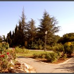 התפצלות שבילים ושיחי ורדים יפייפים בגן - צילום: אפי אליאן