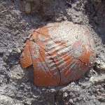 שרידי כדים מיני מאות שנמצאו בקרקעית הבוצה של הנמל