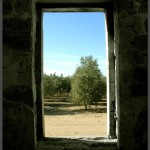 מבט לפרדס המערבי למבנה החאן בתל איסדוד