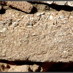 לבני הבניה העשויים חול כורכר וחלקי צדפים