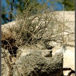 מרזב ישן שנבנה מלבני צדפים וכורכר