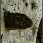 מרזב ישן שנבנה מלבני צדפים וכורכר