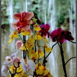 סחלבים טרופים בפארק אוטופיה