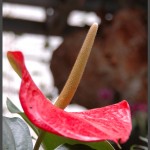 פרח מזן אנטוריום בפארק אוטופיה