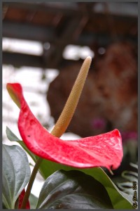 פרח מזן אנטוריום בפארק אוטופיה