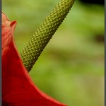 מאקרו לפרח מזן אנטוריום בפארק אוטופיה