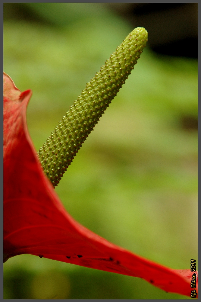 מאקרו לפרח מזן אנטוריום בפארק אוטופיה