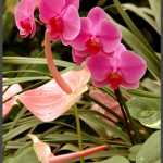 ראש פרח אנטוריום ורוד