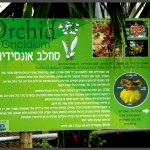 מידע אודות סחלב אונסידיום