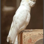 קקדו ציצית צהובה באוטופיה