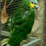 אקלקטוס זכר בפארק אוטופיה