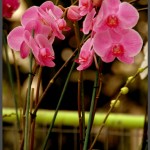 שיח סחלבים ורודים בפארק אוטופיה