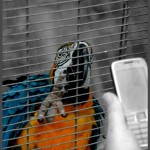 תוכי מסוג ארה בפארק אוטופיה