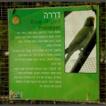 מידע אודות תוכי מסוג דררה