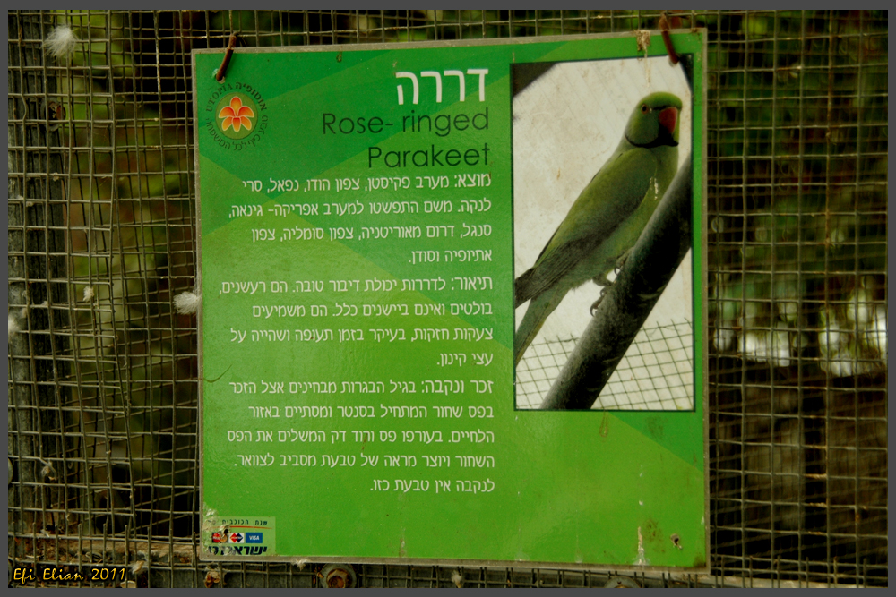 מידע אודות תוכי מסוג דררה