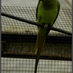 אקלקטוס זכר באוטופיה