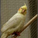 קוקטיל צהוב