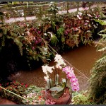 מבט עלי על בריכת הסחלבים בפארק אוטופיה