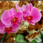 תקריב על סחלבים ורודים