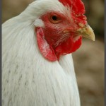 תרנגולת נוי בפארק אוטופיה