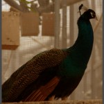 טווס בתוך יער הגשם הטרופי